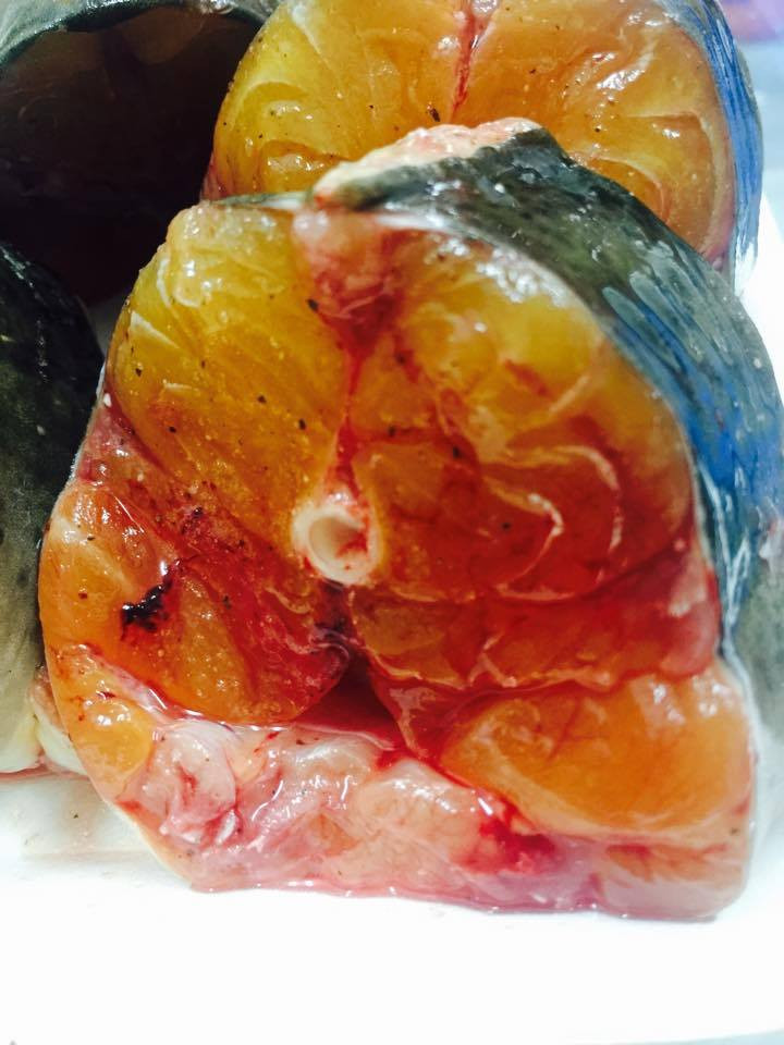 Cá chiên rất hung hãn. Nó ăn thịt tất cả các loài thủy sinh bé hơn nó, thậm chí tấn công cả con người khi bị đe dọa. (Ảnh Hatthocvang)