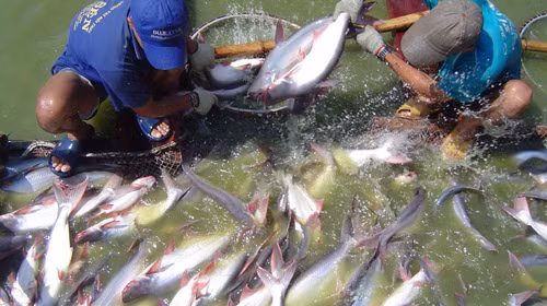 Cá ba sa có giá trị kinh tế cao, được nuôi tập trung tại nhiều nước trên thế giới. Đây cũng là cá nuôi nước ngọt có sản lượng xuất khẩu lớn nhất hiện nay. (Nguồn Biospring)