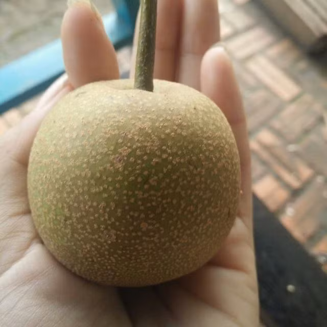 Cây mắc cọp sinh trưởng sinh trưởng và phát triển rất khỏe, cây không bao giờ bị mất mùa và cho năng suất cao. (Nguồn Lozi)