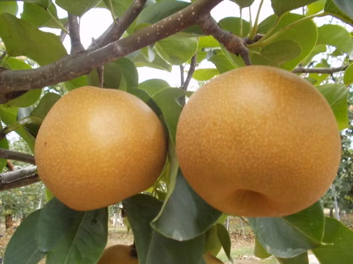  Quả mắc cọp còn gọi là quả lê nâu, lê rừng. Loại quả này là một đặc sản của các tỉnh vùng núi Tây Bắc nước ta. (Nguồn Caygiong365)