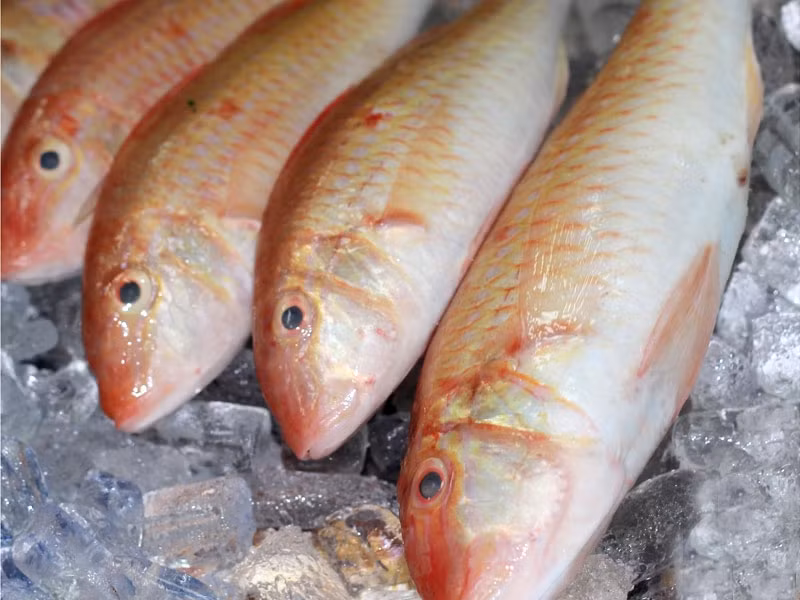 Cá phèn sử dụng cặp râu dài nhô ra từ cằm để lục lọi tìm kiếm thức ăn. Cá phèn là loài ăn tạp, chúng ăn bất cứ thứ gì kiếm được, từ giun động vật giáp xác, động vật thân mềm,...(Ảnh Thucphambaophuc)