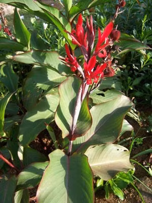 Dong riềng đỏ được xem là thần dược cho tim mạch vì nó vừa chữa suy tim; hạ huyết áp; điều hoà nhịp tim; giãn vi mạch vành; giảm đau ngực nhanh; làm sạch lòng mạch vành và vừa an thần.