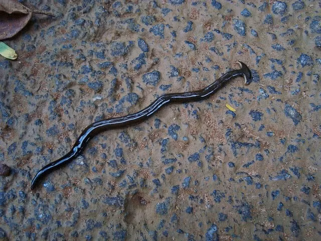 Sâu đầu búa không có hệ hô hấp, hệ tuần hoàn, không có xương và đặc biệt là phần miệng kiêm luôn hậu môn. (Nguồn Vietbao)