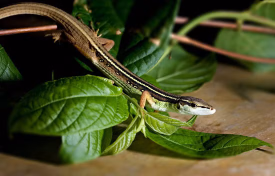 Đuôi của liu điu chỉ rất dài và mong manh, dễ đứt. Tuy nhiên, cũng giống tắc kè: nó có thể mọc lại đuôi mới khi bị rụng. (Nguồn Moitruong)