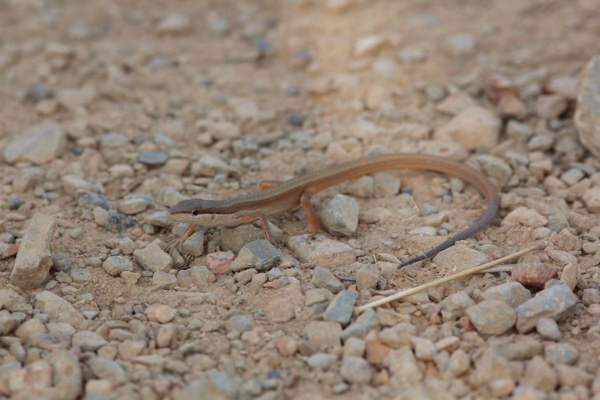 Liu điu chỉ cái có thể sinh sản quanh năm. Chúng có thể đẻ tới 6 lần trong năm, mỗi lứa đẻ được khoảng 10 trứng. (Nguồn Facebook)
