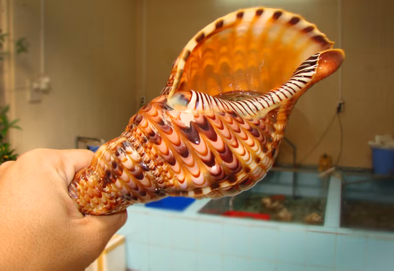 Ở nước ta, ốc tù và phân bố hẹp, chỉ có ở vùng biển gần đảo Hòn Mun và Hòn Tre của tỉnh Khánh Hòa, vùng biển Quảng Ngãi (đảo Lý Sơn). (Ảnh Anngonnhatrang)