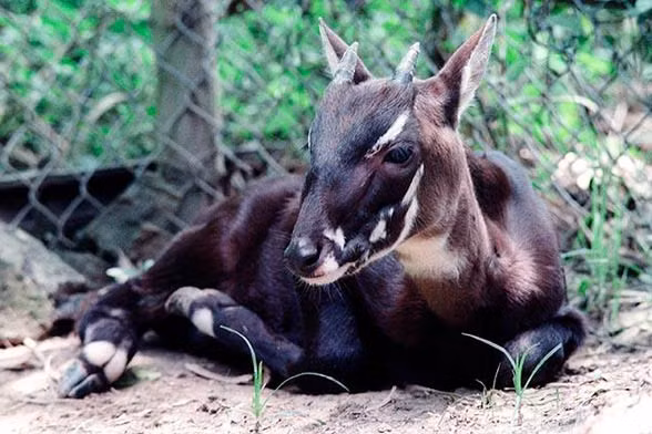 Sao la đã được đưa vào Sách đỏ Việt Nam và danh lục đỏ IUCN (1996). (Nguồn Dinoanimals)
