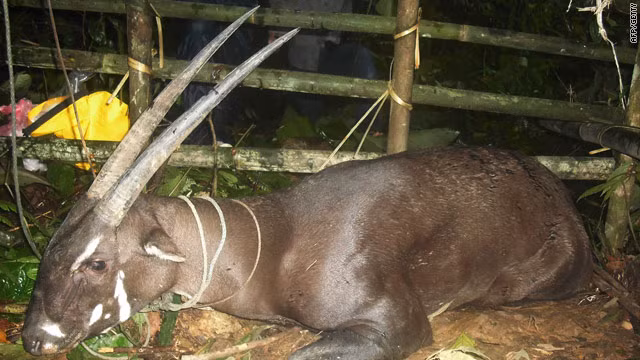 Sao la là loài thú còn lại từ thời cổ đại. Thức ăn chủ yếu của sao la là cỏ, lá cây rừng. (Nguồn Turner)