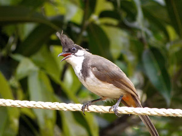 Chim chào mào cái mỗi lứa đẻ được từ 2-3 trứng có màu đất, màu hoa cà nhạt với các đốm nâu. Trứng nở sau 12 ngày và cả chim bố chim mẹ đều tham gia trong việc nuôi con. Chim non được bố mẹ đút sâu bướm và côn trùng cho ăn.