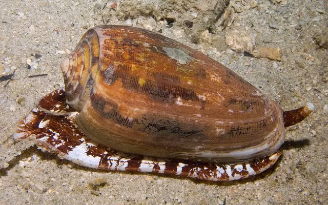 Trong số các loài ốc cối thì ốc cối địa lý là loài có độc tính cao nhất. Điều đáng nói là hiện nay chưa có biện pháp giải độc đặc hiệu cho những trường hợp ngộ độc từ ốc độc. (Nguồn Pinimg)