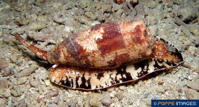 Ốc cối địa lý là loài ốc có độc. Nọc độc của chúng được sử dụng trong việc bắt mồi. (Nguồn Googleapis)