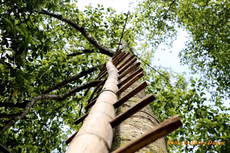  Cây dổi là loài cây đặc hữu của Việt Nam, phân bố từ Lào Cai đến các tỉnh Bắc Trung Bộ và Tây Nguyên nhưng tập trung nhiều ở các tỉnh Lào Cai, Yên Bái, Phú Thọ, Tuyên Quang,... (Nguồn Phunuvietnam)