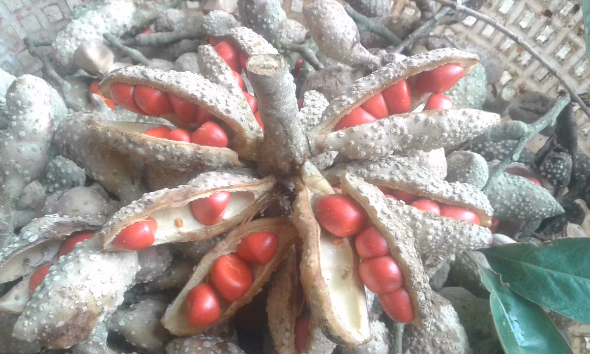 Cây dổi còn được mệnh danh là “vàng đen”, là đặc sản của xứ Mường. Cây dổi không dễ gì trồng được nhưng một khi đã gieo và lên cây được thì cây rất dễ sống. (Nguồn Googleusercontent)