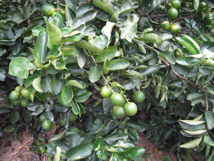 Chanh giấy không hạt có thể cho thu hoạch sau khi trồng 15 tháng và năng suất có thể đạt 50-60/tấn/ha. (Nguồn Blogspot)