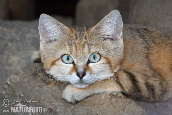 Mèo cát là loài động vật ăn thịt. Thức ăn của chúng là các loài gặm nhắm, bò sát, côn trùng... (Nguồn Azureedge)