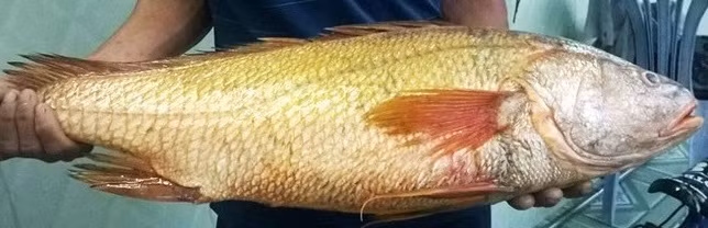 Được biết, bong bóng của cá sủ vàng tươi có giá từ 45.000 - 55.000USD/kg, tương đương từ 1-1,25 tỷ đồng/kg tuỳ theo độ dài của bóng. (Nguồn Lazi)