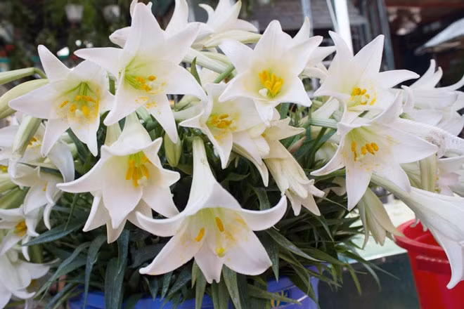 Hoa loa kèn có màu trắng pha thêm chút xanh và mùi hương thơm dịu. Một cành hoa thường có từ một đến ba hoa. Lá hoa dày màu xanh hơi vàng, thân hoa là củ nằm dưới đất. (Nguồn Phapluatplus)