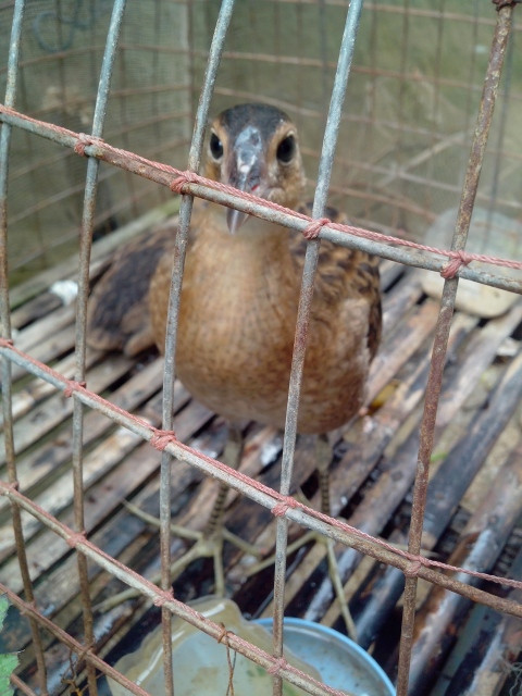 Chim cúm núm sống theo từng cặp, mỗi năm chúng đẻ hai, ba lứa chim con vào tháng 4, tháng 5, tháng 6 hàng năm. (Ảnh Vatgia)