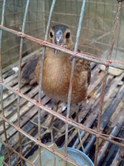 Chim cúm núm sống theo từng cặp, mỗi năm chúng đẻ hai, ba lứa chim con vào tháng 4, tháng 5, tháng 6 hàng năm. (Ảnh Vatgia)