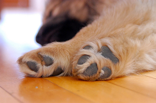 Trong tất cả các giống chó thì Newfoundland có ngón chân dài nhất. Một số giống có bàn chân giống chân mèo như Akita, Doberman pinscher trong khi một số giống chó có bàn chân giống chân thỏ như Samoyed, Bedlington terrier. (Nguồn 3milliondogs)