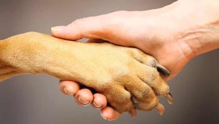 Chó bị thiếu hụt canxi có thể khiến chân bị yếu, chân hạ bàn, liệt chân, đi lại khó khăn, co quắp chi…(Nguồn 10cainhat)