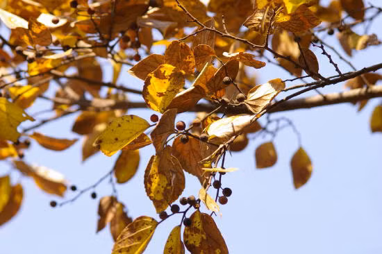 Trong Đông y, cây cơm nguội có tính sát trùng, giải độc. Vì vậy mà nó được sử dụng để chữa các bệnh như viêm nhiễm ngoài da, chàm,..(Ảnh Flickr)
