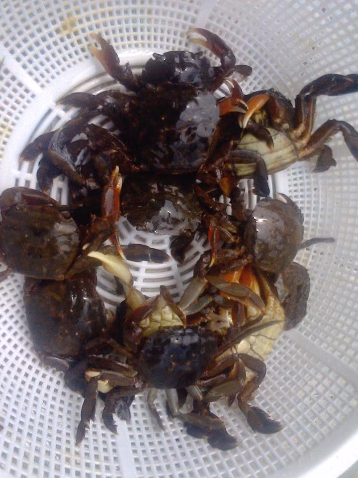 Rạm có thể được chế biến thành nhiều món ăn hấp dẫn khác nhau như rạm đồng xào lá lốt, canh chua rạm, rạm đồng lăn bột chiên giòn, rạm rim mặn...(Nguồn Blogspot)