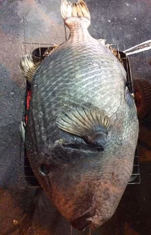 Thịt cá bò giáp được đánh giá là có hương vị “lạ” nhất trong các loài cá vì thịt có độ dai, ngọt nhưng lại có vị bùi béo. (Ảnh Sieungon)