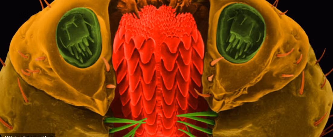 Ve chó Mỹ là nguyên nhân gây ra một số bệnh ở con người. Nó thường được tìm thấy ở khu vực nhiều cây cối cao, cây bụi, và các khu vực cỏ dài.