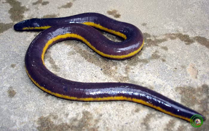 Trên thế giới, ếch giun phân bố ở Trung Quốc, Thái Lan, Lào, Sri Lanka. Ở nước ta, loài sinh vật kỳ quái này xuất hiện ở U Minh, Tây Ninh, Tam Đảo, Gia Lai, Kon Tum, Cát Tiên. (Ảnh Vncreatures)