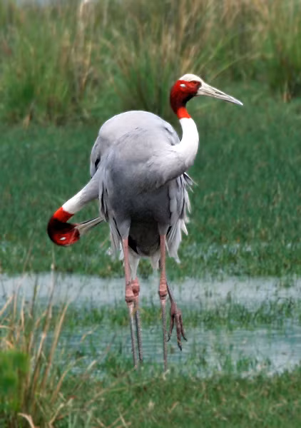 Ngoài Việt Nam, trên thế giới, sếu đầu đỏ còn phân bố ở Mianma, Malaysia, Thái Lan và Vân Nam (Trung Quốc). (Nguồn Vietstamp)