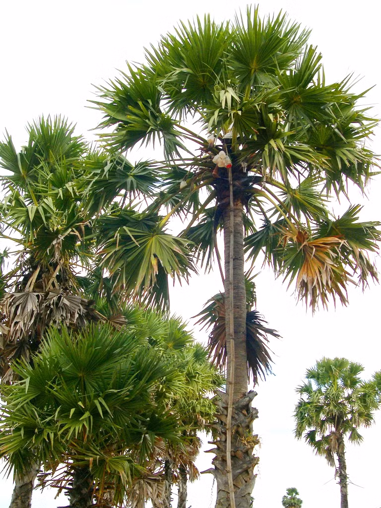 Ngoài những công dụng kể trên, thốt nốt còn được dùng để làm thuốc chữa bệnh như giải độc trong trường hợp ngộ độc sắn, mã tiền, chữa sốt và lợi tiểu, chữa vàng da, lỵ…(Nguồn Zing)