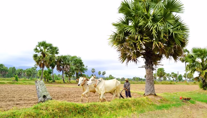 Thốt nốt là cây có khả năng chịu khô hạn và ngập nước nhưng không chịu được rét. Nó cũng mọc được trên nhiều loại đất và địa hình khác nhau. Thốt nốt ra hoa hàng năm nhưng thường nở rộ hoa vào mùa xuân. (Nguồn Tinmoitruong)