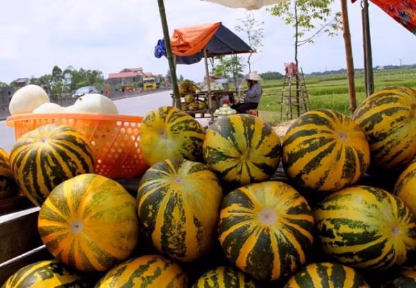Dưa bở có thân phủ lông ngắn, mọc bò, hai mặt lá cũng có lông mềm, hoa màu vàng, quả có vỏ vàng sọc xanh, thịt dưa màu vàng ngà, gồm chất bột mịn, bở, mềm, mùi thơm. (Nguồn Depplus)