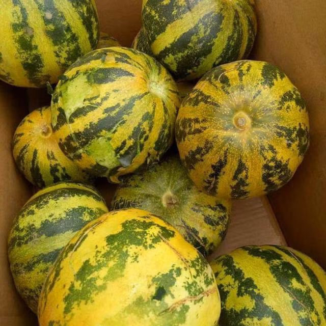 Tất cả các bộ phận của cây dưa bở bao gồm dây, lá, cuống, thịt quả và hạt đều có thể dùng làm thuốc chữa bệnh. Trong đó, bộ phận hay được sử dụng nhất là cuống và hạt dưa. (Nguồn Lozi)