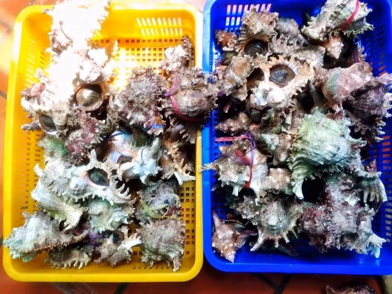 Tên gọi ốc sư tử xuất phát từ những chiếc gai nhọn trên vỏ ốc trông khá giống với chiếc bờm sư tử. Không chỉ vậy, phần miệng ốc và phần ngài cũng giống miệng của con sư tử đang gầm. (Ảnh Ocken)