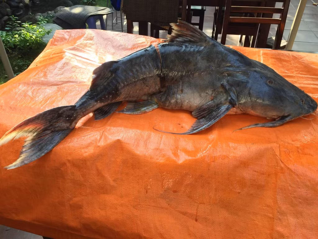 Cách chế biến cá chiên ngon nhất là ăn gỏi, ăn lẩu cùng lắm đem hấp, nấu canh, xào lá chua. Ngoài ra, đem rán, nướng hay kho cũng rất ngon. (Ảnh Nhahanglangnghe)