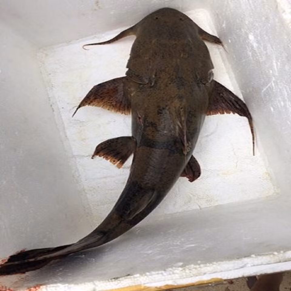 Ban ngày, cá chiên nằm im trong hang, ban đêm mới mò đi kiếm ăn. (Ảnh Casoda)