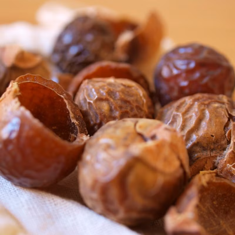 Quả bồ hòn còn là nguyên liệu cho công nghiệp chế biến nhiều sản phẩm bảo vệ da, thuốc chữa bệnh, chất phụ gia công nghiệp và bột giặt. (Nguồn Quagiatbohon) 