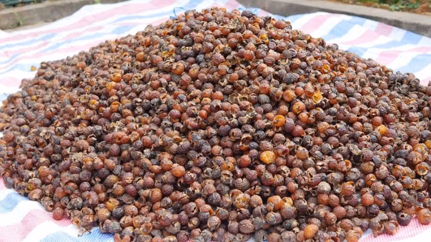 Ở Việt Nam, cây bồ hòn được trồng ở khắp các tỉnh miền Bắc, chủ yếu ở các tỉnh Cao Bằng, Lạng Sơn (Than Mọi), Bắc Cạn, Thái Nguyên, Quảng Ninh, Hà Tây, Phú Thọ, Hà Giang, Tuyên Quang. (Nguồn Phunuvagiadinh) 