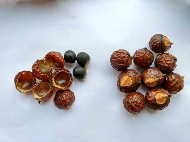 Ngoài ra, quả bồ hòn có thể chữa được các bệnh ngoài da, chữa côn trùng đốt, trị mụn, làm sạch trang sức. (Nguồn Trungtamduoclieu) 