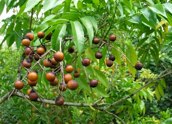 Cây bồ hòn mọc nhiều từ vùng ôn đới đến nhiệt đới. Loài cây này ra hoa vào mùa hè, ra quả bồ hòn từ tháng 7 đến tháng 12. Cây cao to, có thể đạt tới 20-30m. (Nguồn Licdn) 