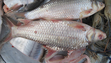 Cá duồng bay có thể khai thác được quanh năm nhưng cá có nhiều nhất là từ tháng 7 đến tháng 9. (Ảnh Blogspot)