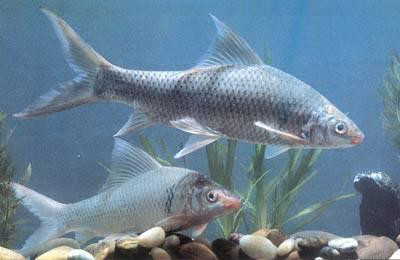 Cá duồng có thể được chế biến theo nhiều cách như kho lạt, nấu lá giang, chưng tương…(Ảnh Kipkis)