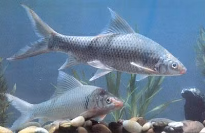 Cá duồng có thể được chế biến theo nhiều cách như kho lạt, nấu lá giang, chưng tương…(Ảnh Kipkis)