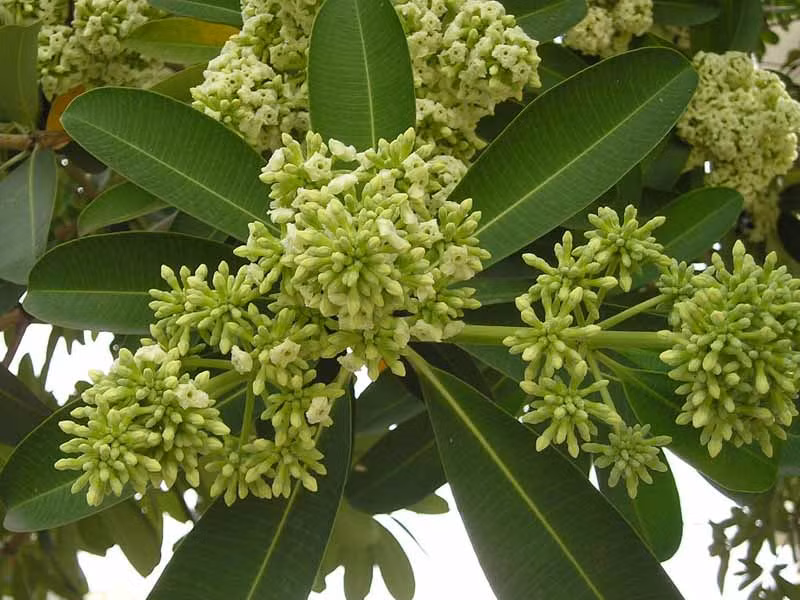 Thậm chí, nếu hít phải nhiều mùi hương hoa sữa dễ gây cảm giác choáng váng, mệt mỏi, khó thở. Ảnh Blogspot.