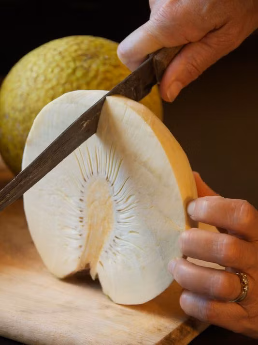 Sa kê là cây gỗ lớn, thường được trồng làm cảnh, lấy bóng mát và trang trí trong các khuôn viên công sở, trường học, bệnh viện, các khu dân cư, vỉa hè đường phố, sân vườn biệt thự…(Nguồn Kleverfruits)