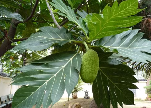 Sa kê có họ hàng gần với mít. Quả sa kê hình trứng, kích cỡ to bằng quả bưởi, bề mặt thô ráp, nhìn giống như quả mít tố nữ, không hạt, nhiều tinh bột và dinh dưỡng. (Nguồn Camnangbenhgut)