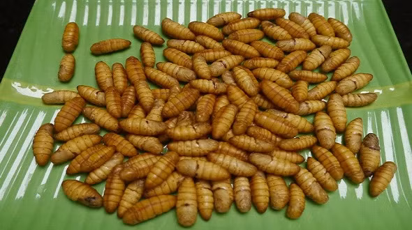 Nhộng tằm không ăn uống mà nó sống nhờ vào chất dinh dưỡng dự trữ từ pha sâu non. Nhìn bề ngoài có vẻ như nó không hoạt động nhưng thực chất có sự biến đổi sâu sắc cả bên ngoài lẫn bên trong cơ thể. (Nguồn Phunutoday)