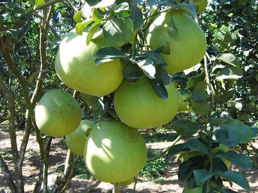 Nếu được trồng theo tiêu chuẩn VietGAP, sau thu hái, bưởi da xanh có thể giữ tươi tới hai tháng mà không cần sự can thiệp của bất kỳ loại thuốc bảo quản nào. (Nguồn Bizwebmedia)